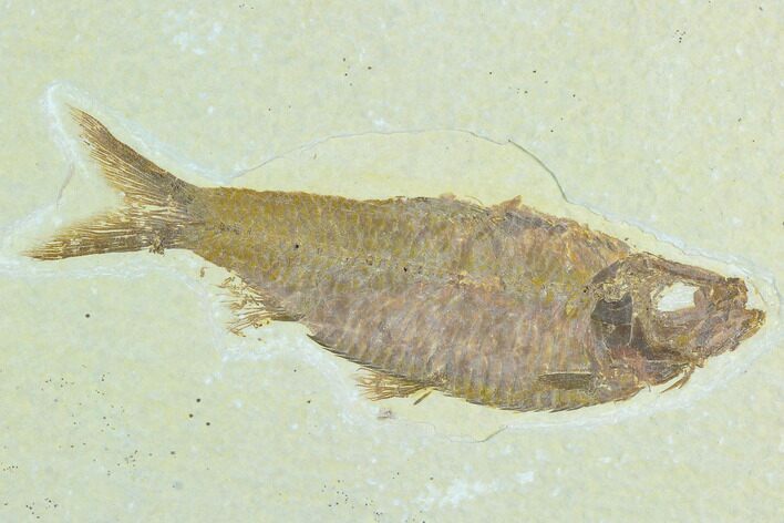 Fossil Fish (Knightia) - Green River Formation #122810